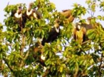 शहंशाह से गिद्ध तक