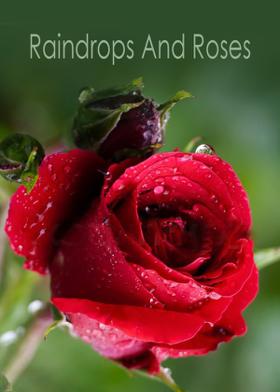 Raindrops And Roses