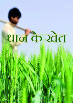 धान के खेत