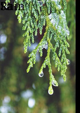 Rain