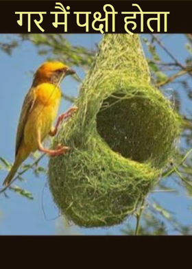 गर मैं पक्षी होता