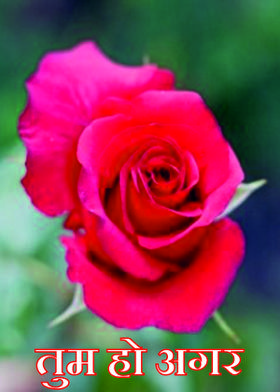 तुम हो अगर