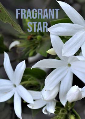 Fragrant Star