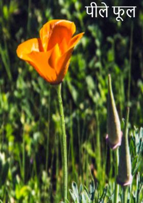 पीले फूल