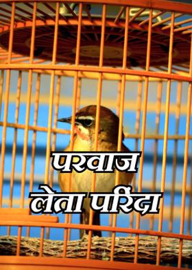 परवाज लेता परिंदा