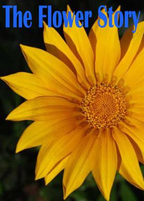 The Flower Story