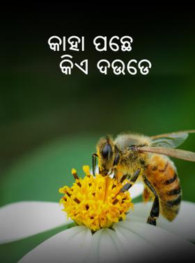 କାହା ପଛେ କିଏ ଦଉଡେ
