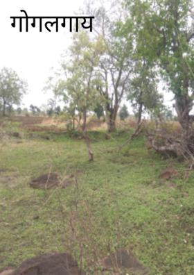 गोगलगाय