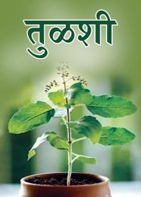 तुळशी