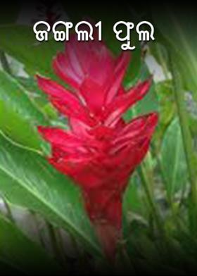 ଜଙ୍ଗଲୀ ଫୁଲ