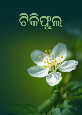 ଟିକିଫୁଲ