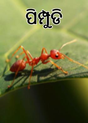 ପିମ୍ପୁଡି