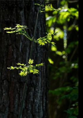 कुदरत का आँचल