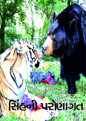 સિંહની પરોણાગત