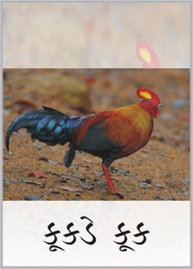 કૂકડે કૂક