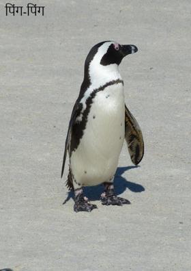 पिंग-पिंग