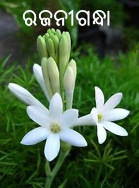 ରଜନୀଗନ୍ଧା