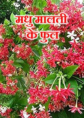 मधु मालती के फुल