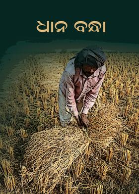 ଧାନ ବନ୍ଧା