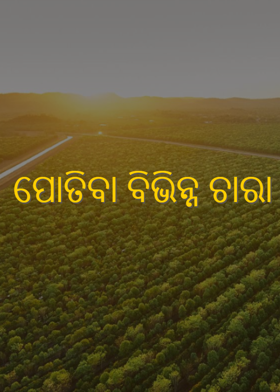 ପୋତିବା ବିଭିନ୍ନ ଚାରା