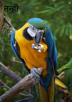 नन्ही चिड़िया।