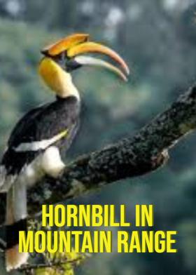 Hornbill In Mountain Range
