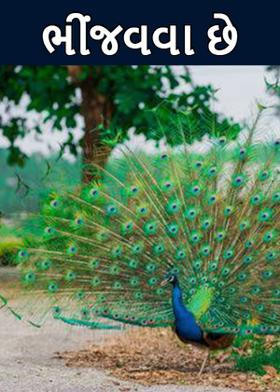 ભીંજવવા છે