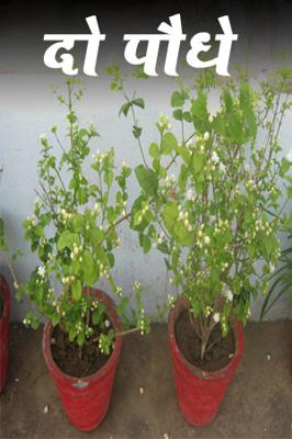 दो पौधे