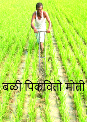 बळी पिकवितो मोती