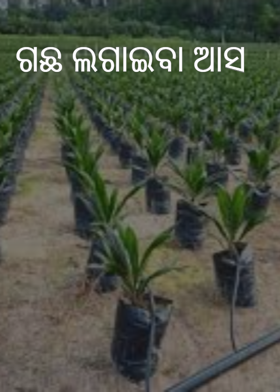 ଗଛ ଲଗାଇବା ଆସ