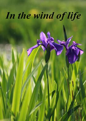 In The Wind Of Life