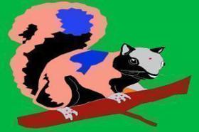 गिल्लू गिलहरी