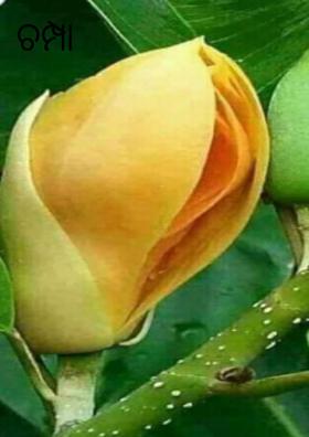 ଚମ୍ପା ଫୁଲଟିଏ