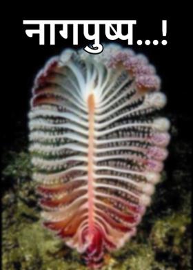 नागपुष्प...!