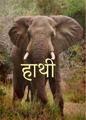 हाथी