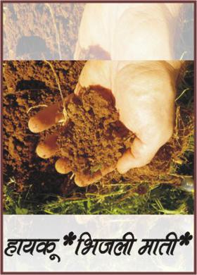 हायकू  
*भिजली माती*