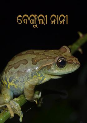 ବେଙ୍ଗୁଲୀ ନାନୀ