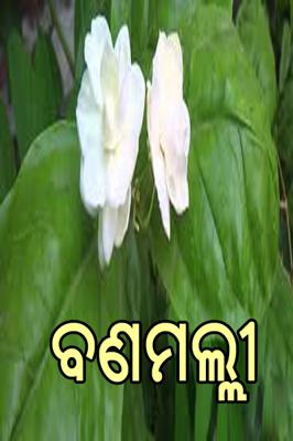 ବଣମଲ୍ଲୀ