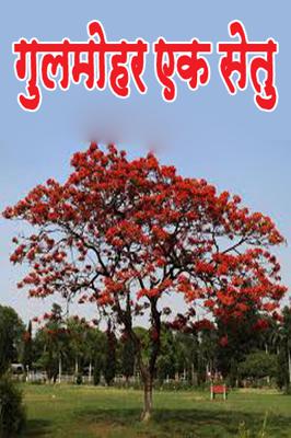 गुलमोहर एक सेतु