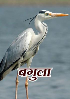 बगुला