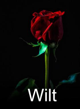 Wilt