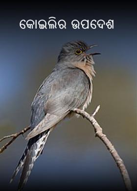 କୋଇଲିର ଉପଦେଶ