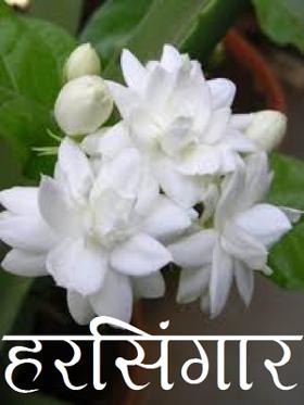 हरसिंगार