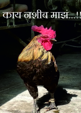 काय नशीब माझं...!!