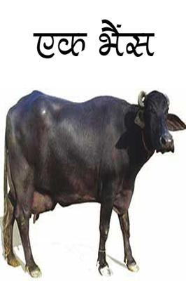 एक भैंस