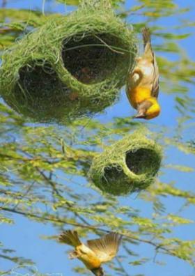 खोपा ( कविता )