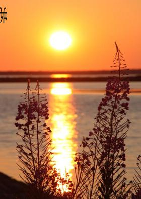 मेरी गुडीया